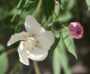 cotton flowers