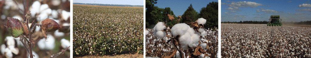 harvest cotton