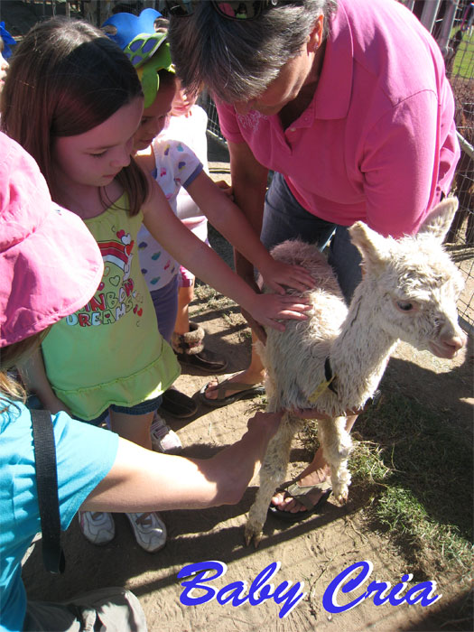 Cindy Harris, co-owner and today's tourguide at Windy Hill, took one of the cria out of the pen for us to love it up close.