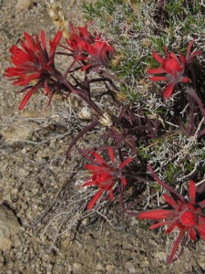 One of the only red wildflowers seen the entire trip