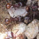 These ants convinced me of the importance of village lifestyles
