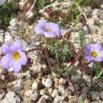 These little lavendar ladies speckeled the desert floor