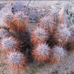 Common cacti that popped up occasionally