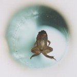 Frog_diamagnetic_levitation