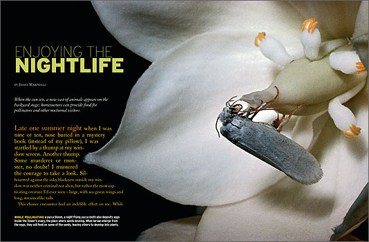 night garden pollinators