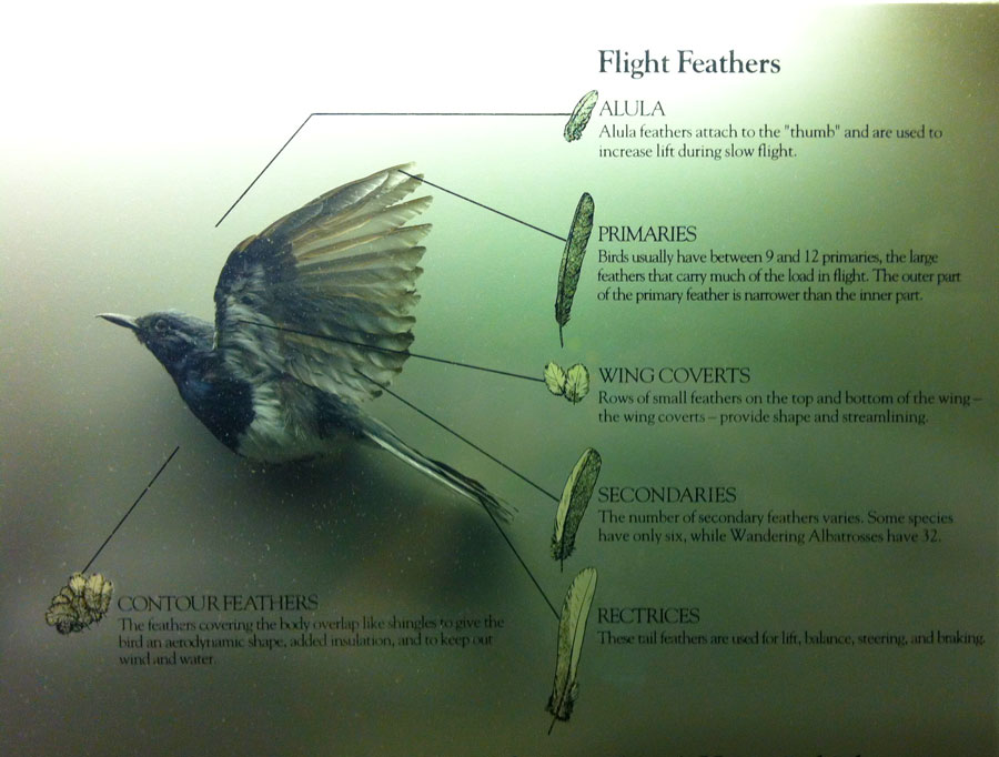 Part of the Fabulous Bird & Flight Display at the Natural History Museum in Exposition Park